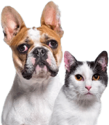 Pet Flea Tick Mites Repellent Shooting Spray with Natural Ingredients Essential Oils for Dogs and Cats External Insect Remover